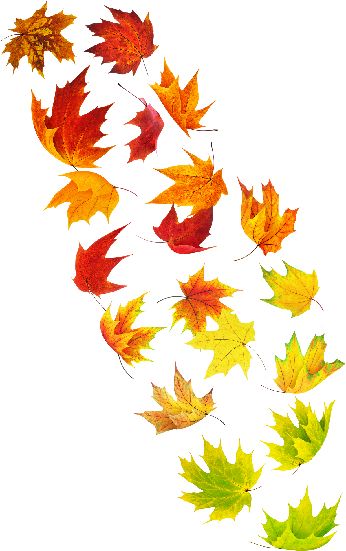 Isolated Falling Leaves